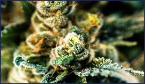 Redhead Sweets: A Comprehensive Guide To Delightful Treats